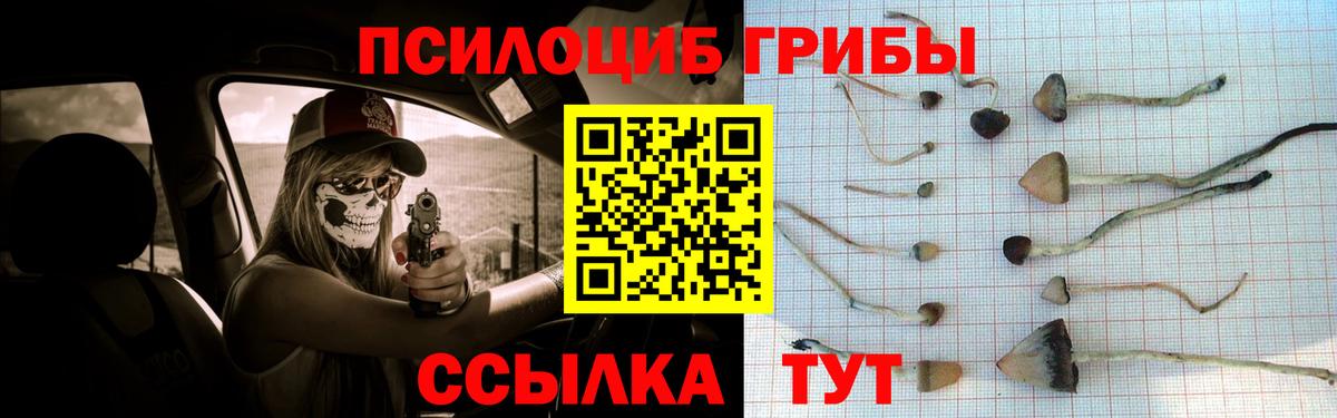 Псилоцибиновые грибы Cubensis Звенигород